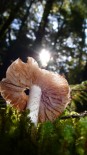 Fiordland mushroom (Lynette Hartley) Winner, flora and fauna